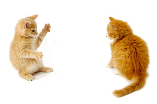 Sweet kittens are just about to fight on a white background.