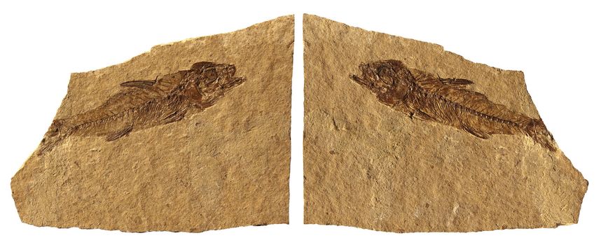 Limestone Fossil Fish of Bolca - Verona - Italy