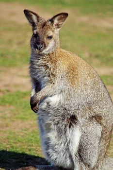 wallaby in a field