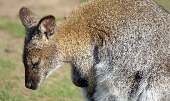 wallaby in a field