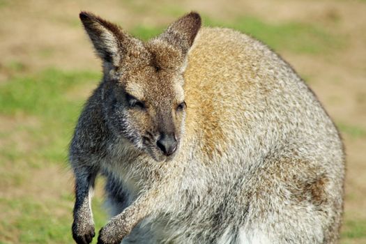 wallaby in a field