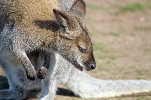 wallaby in a field