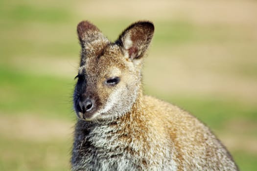 wallaby in a field