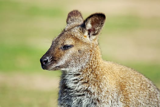 wallaby in a field