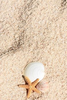 sea shells with sand as background 