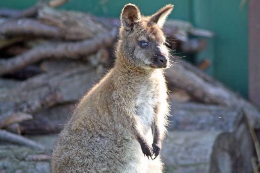 wallaby