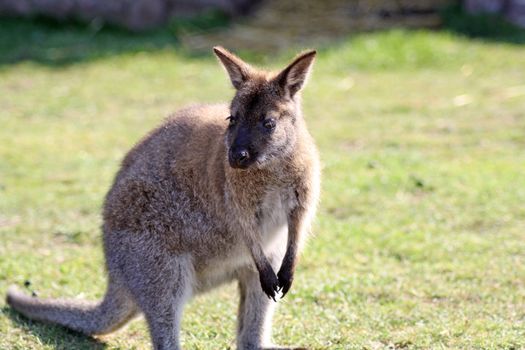 wallaby