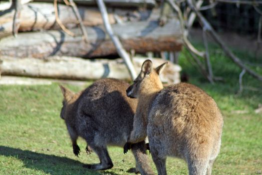 wallaby