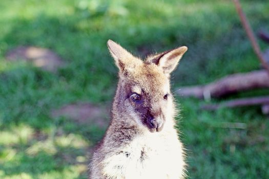 wallaby