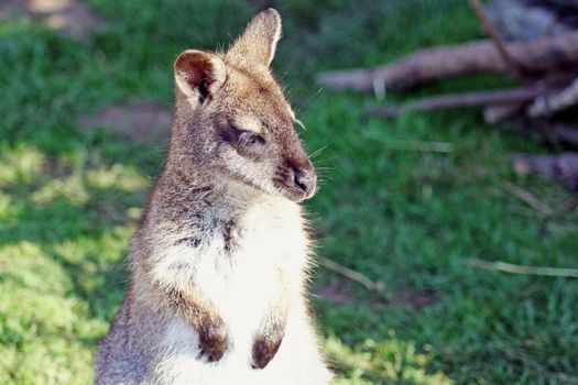 wallaby