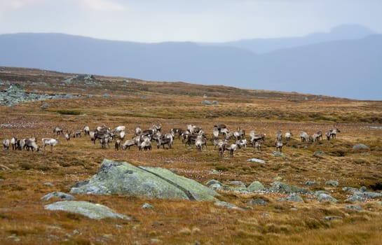 North Norway landscape