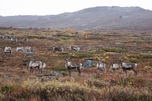 North Norway landscape