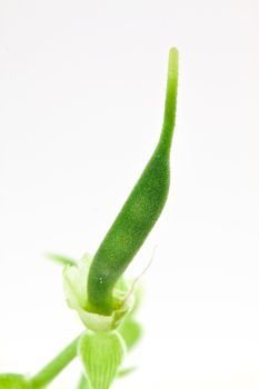 Small pod of bean isolated on white background