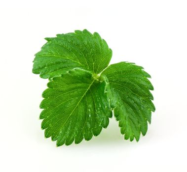 Leaves of strawberry isolated on white backgrond