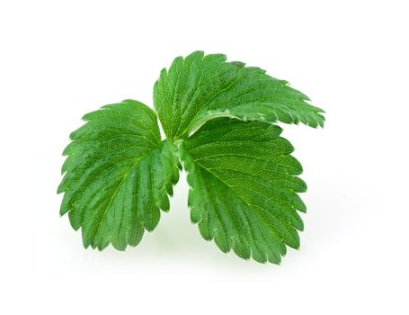 Leaves of strawberry isolated on white backgrond