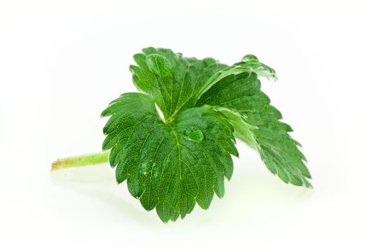 Leaves of strawberry isolated on white backgrond