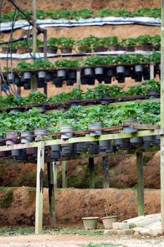 Strawberry pots in the Strawberry Farm in Cameron Highlands, Malaysia