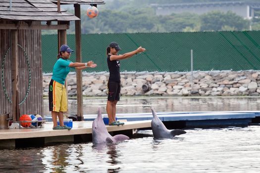 SINGAPORE - JUNE 20: Two asian instructors perform with Pink Dolphins at show in Sentosa Island, Singapore, June 20, 2009. Show is part of the Singapore Underwater World. Dolphin Lagoon is home to some Indo-Pacific humpback dolphins, also known as the pink dolphins.