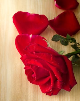 Rose and petal on wood table for valentine day