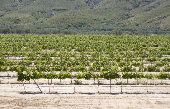 Vineyard in Spain.