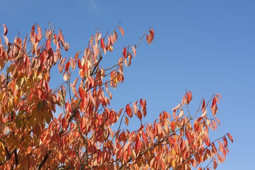 Red and golden leaves in a tree against the blue sky with copy space.