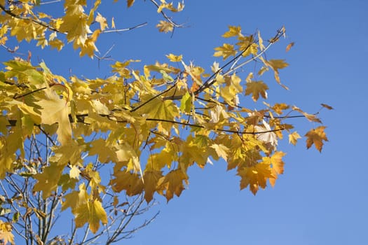 Autumn leaves against blue sky.