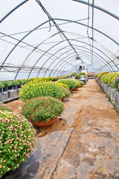 Greenhouse interior during autumn season, Piedmont, italy