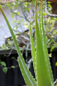 aloe vera plant