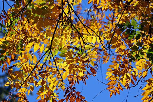 Japanese Foliage