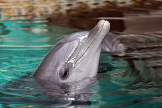 Dophin