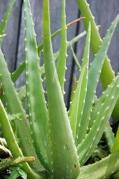 aloe vera plant