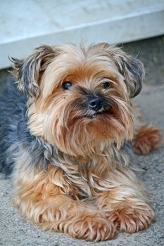 yorkshire terrier