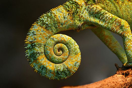 Chameleon