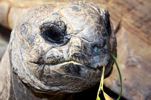 giant Tortoise