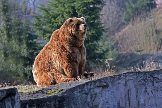 brown bear