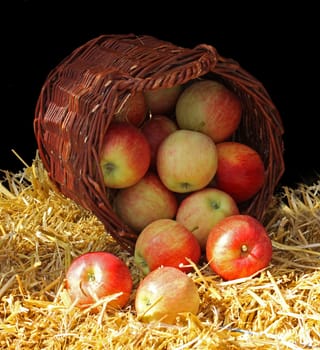 Healthy Organic Apples in the Basket.