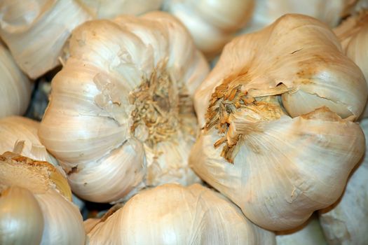 Garlic