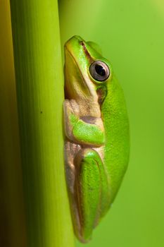 Close-up shot of the beautiful Dwarf tree frog (Litoria fallax)