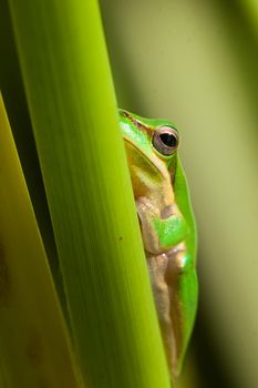 Cute and beautiful dwarf tree frog (Litoria fallax) sitting on a plant