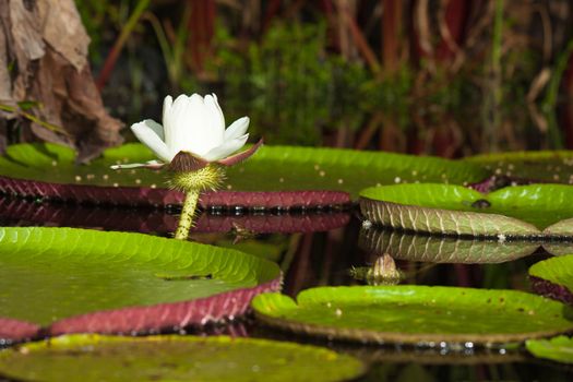 Giant water lily (Vicoria amazonica) at first night flowering. The second night it turns pink.