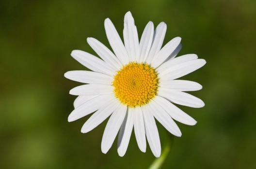 Closeup of a beautiful yellow and white Marguerite, Daisy flower