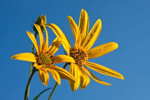 Yellow wildflower against blue sky