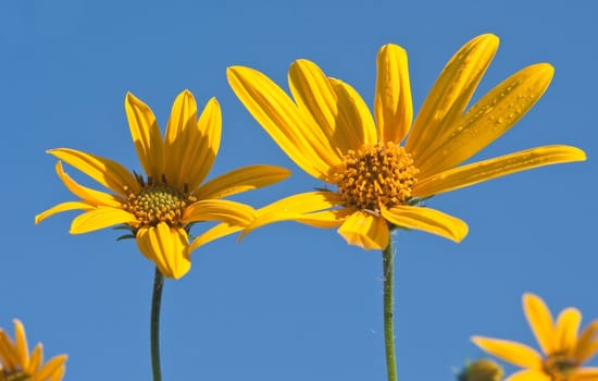 Yellow wildflower against blue sky