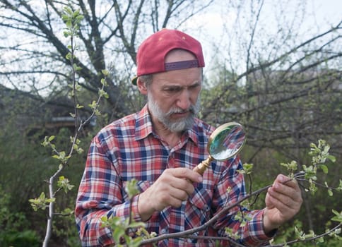 A man inspects apple tree branch in search of vermin