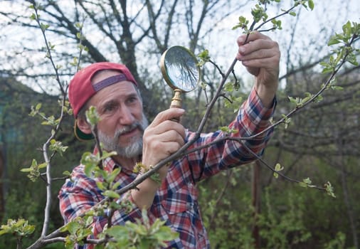 A man inspects apple tree branch in search of vermin