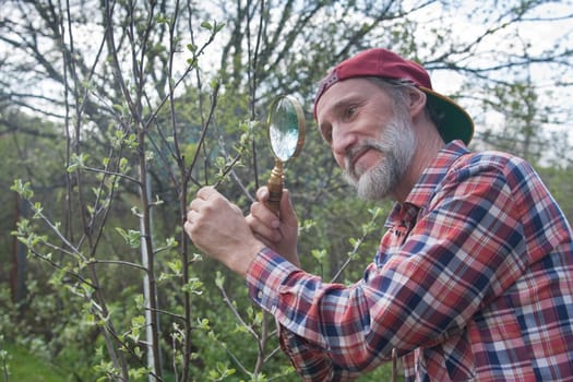 A man inspects apple tree branch in search of vermin