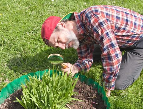 A man inspects the flower stems in search of vermin