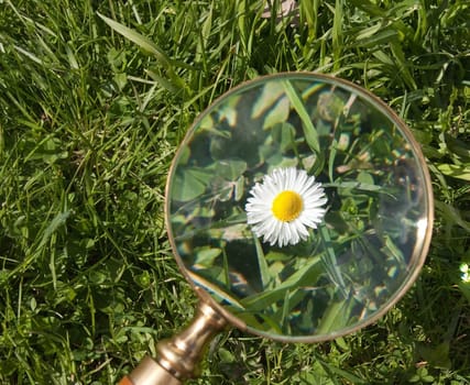 Magnifier, induced to flower daisies