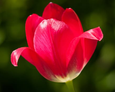 Red tulip