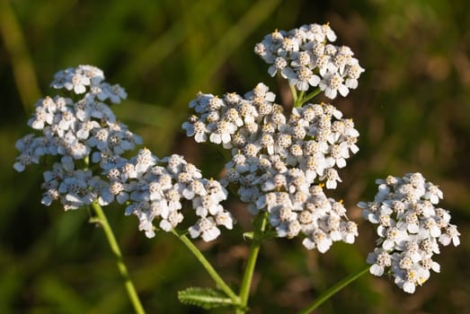 Milfoil inflorescence (macro)